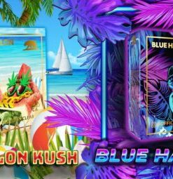 Gold Coast Clear Watermelon Kush / Blue Hawaiian Summer Edition